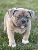 Zazu, a male American Bully for sale in Wingate, NC – Photo 1 of 5