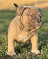 Zazu, a male American Bully for sale in Wingate, NC – Photo 2 of 5