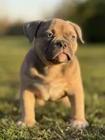 Zazu, a male American Bully for sale in Wingate, NC – Photo 3 of 5