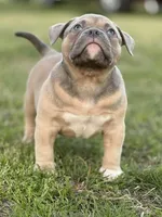 Zazu, a male American Bully for sale in Wingate, NC – Photo 4 of 5