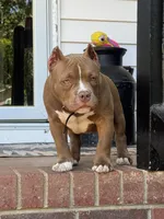 Timon, a male American Bully for sale in Wingate, NC – 2 of 4