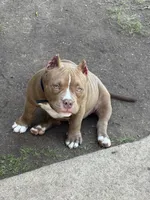 Timon, a male American Bully for sale in Wingate, NC – 3 of 4