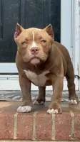 Timon, a male American Bully for sale in Wingate, NC – 1 of 4
