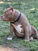 Timon, a male American Bully for sale in Wingate, NC – 4 of 4