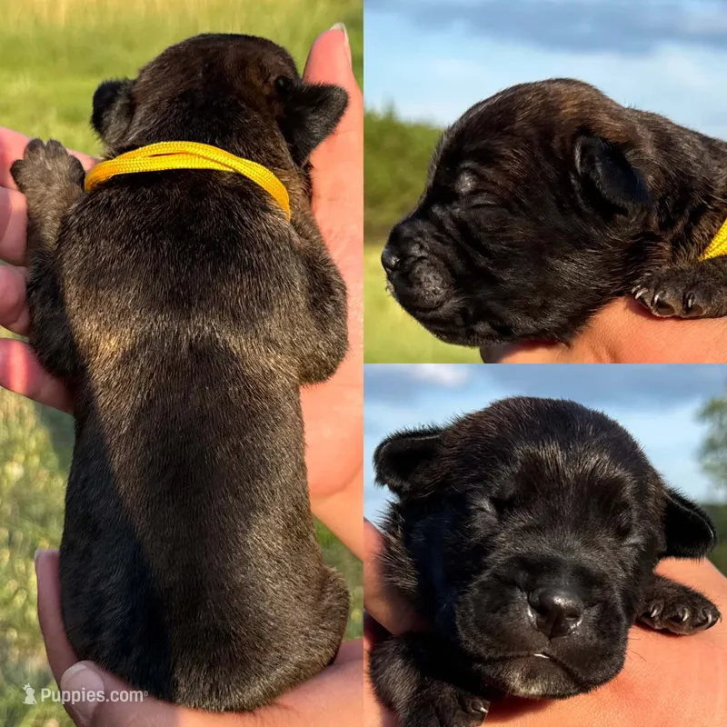 Yellow collar male – Cane Corso puppy for sale in Wingate, NC