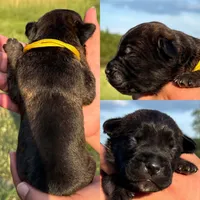 Yellow collar male, a male Cane Corso for sale in Wingate, NC – 1 of 2