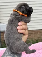 Blue collar male , a male Cane Corso for sale in Wingate, NC – 1 of 5
