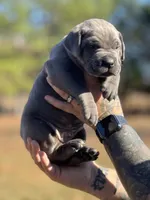 Ghostface, a male Cane Corso for sale in Wingate, NC – Photo 1 of 5
