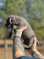 Ghostface, a male Cane Corso for sale in Wingate, NC – Photo 5 of 5