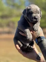Ghostface, a male Cane Corso for sale in Wingate, NC – Photo 4 of 5