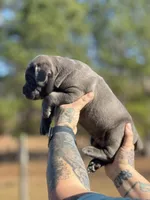 Ghostface, a male Cane Corso for sale in Wingate, NC – Photo 2 of 5