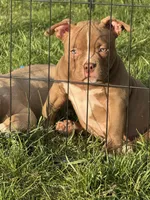 Timon, a male American Bully for sale in Wingate, NC – Photo 6 of 6