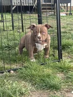 Timon, a male American Bully for sale in Wingate, NC – Photo 4 of 6