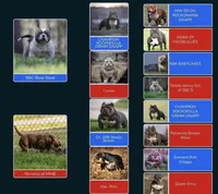 Timon, a male American Bully for sale in Wingate, NC – Photo 2 of 6