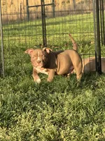 Timon, a male American Bully for sale in Wingate, NC – Photo 5 of 6