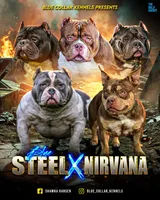 Timon, a male American Bully for sale in Wingate, NC – Photo 3 of 6