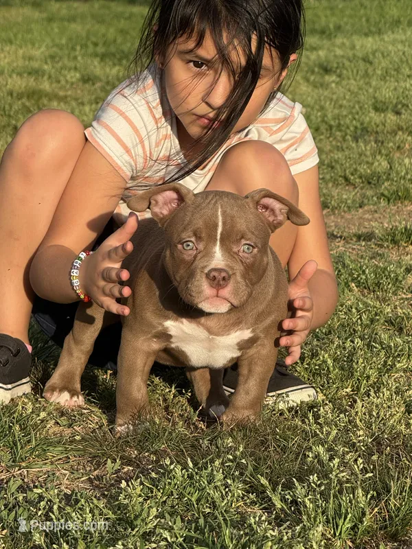 Timon – American Bully puppy for sale in Wingate, NC