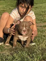 Timon, a male American Bully for sale in Wingate, NC – Photo 1 of 6