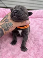 Blue collar male , a male Cane Corso for sale in Wingate, NC – 4 of 5
