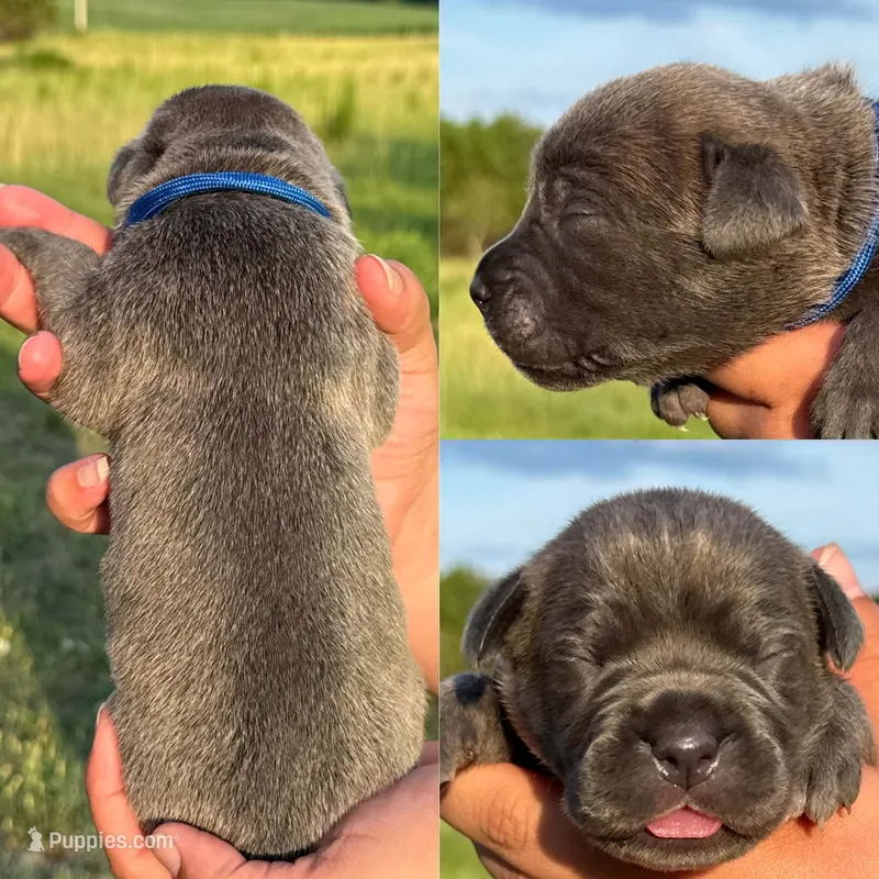 Blue collar male  – Cane Corso puppy for sale in Wingate, NC