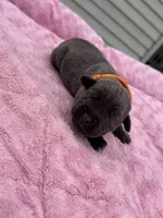 Blue collar male , a male Cane Corso for sale in Wingate, NC – 2 of 5