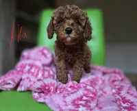 Aka, a female Goldendoodle and Miniature Goldendoodle for sale in Dallas, GA – Photo 1 of 4