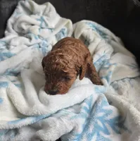 Aka, a female Goldendoodle and Miniature Goldendoodle for sale in Dallas, GA – Photo 2 of 4