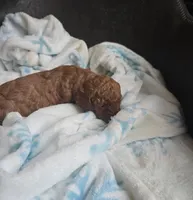 Aka, a female Goldendoodle and Miniature Goldendoodle for sale in Dallas, GA – Photo 3 of 4