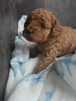 Clemantine, a female Miniature Goldendoodle for sale in Dallas, GA – Photo 6 of 6