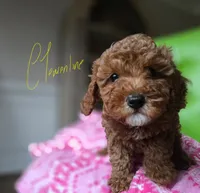 Clemantine, a female Miniature Goldendoodle for sale in Dallas, GA – Photo 1 of 6