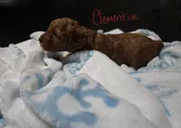 Clemantine, a female Miniature Goldendoodle for sale in Dallas, GA – Photo 5 of 6