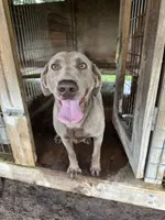 Harper, a female Labrador Retriever for sale in Lakeland, FL – 2 of 3