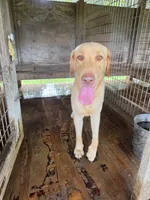 Tex, a male Labrador Retriever for sale in Lakeland, FL – 1 of 1