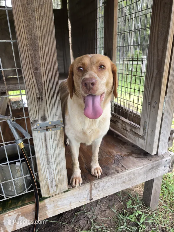 Oakley – Labrador Retriever puppy for sale in Lakeland, FL