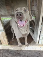 Harper, a female Labrador Retriever for sale in Lakeland, FL – 3 of 3