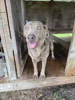 Ensley , a female Labrador Retriever for sale in Lakeland, FL – 2 of 2