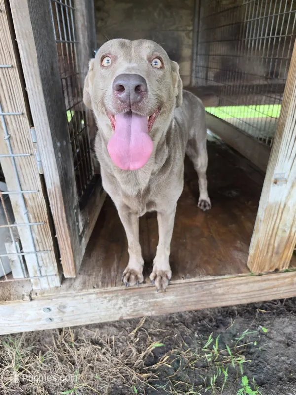 Ensley  – Labrador Retriever puppy for sale in Lakeland, FL