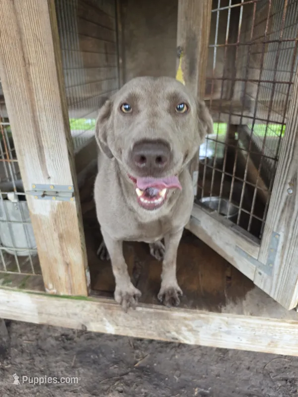 Harper – Labrador Retriever puppy for sale in Lakeland, FL
