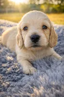 Tater, a male Miniature Dachshund for sale in Tampa, FL – Photo 2 of 2