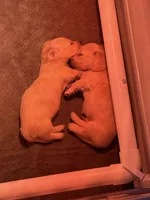 Tater, a male Miniature Dachshund for sale in Tampa, FL – Photo 1 of 2