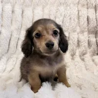 Fester, a male Miniature Dachshund for sale in Tampa, FL – Photo 1 of 2