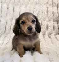 Fester, a male Miniature Dachshund for sale in Tampa, FL – Photo 1 of 2