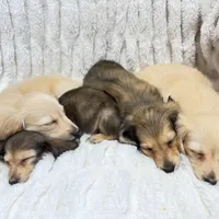 Fester, a male Miniature Dachshund for sale in Tampa, FL – Photo 2 of 2