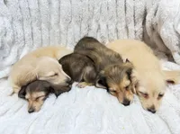 Fester, a male Miniature Dachshund for sale in Tampa, FL – Photo 2 of 2