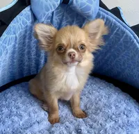 Memphis, a male Chihuahua for sale in New Orleans, LA – Photo 2 of 4