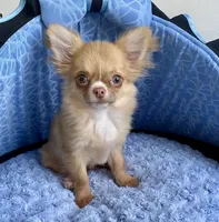 Memphis, a male Chihuahua for sale in New Orleans, LA – Photo 3 of 4