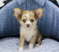 Chopper, a male Chihuahua for sale in New Orleans, LA – Photo 4 of 4