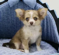 Chopper, a male Chihuahua for sale in New Orleans, LA – Photo 2 of 4