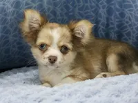Chopper, a male Chihuahua for sale in New Orleans, LA – Photo 1 of 4