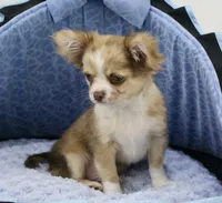 Chopper, a male Chihuahua for sale in New Orleans, LA – Photo 3 of 4